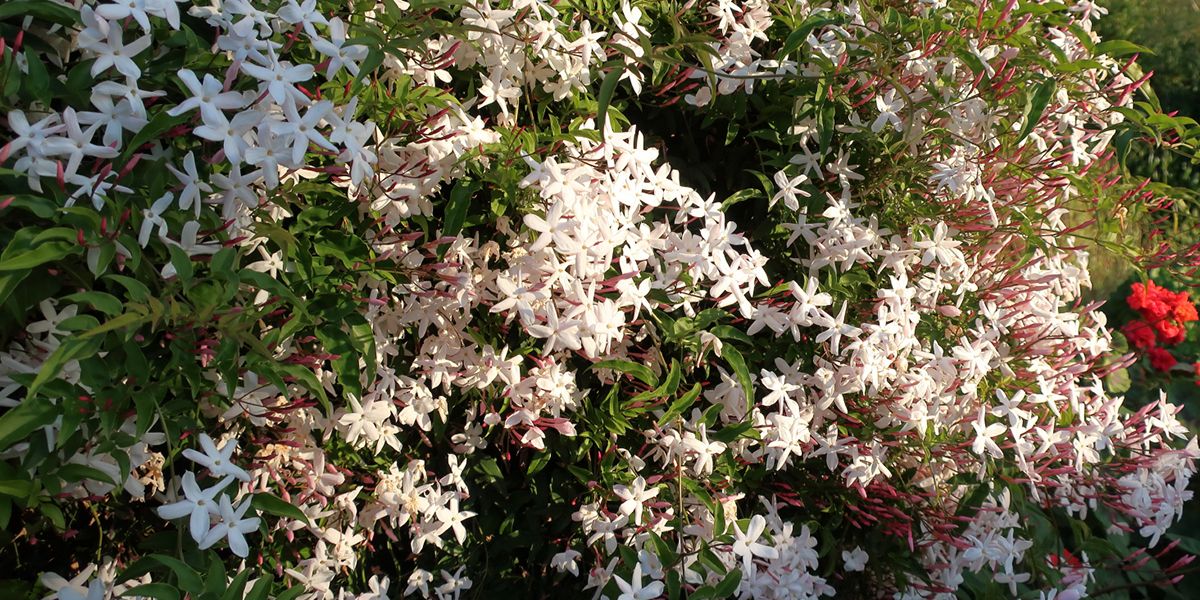 À la découverte du jasmin blanc d'hiver (Jasminum polyanthum)
