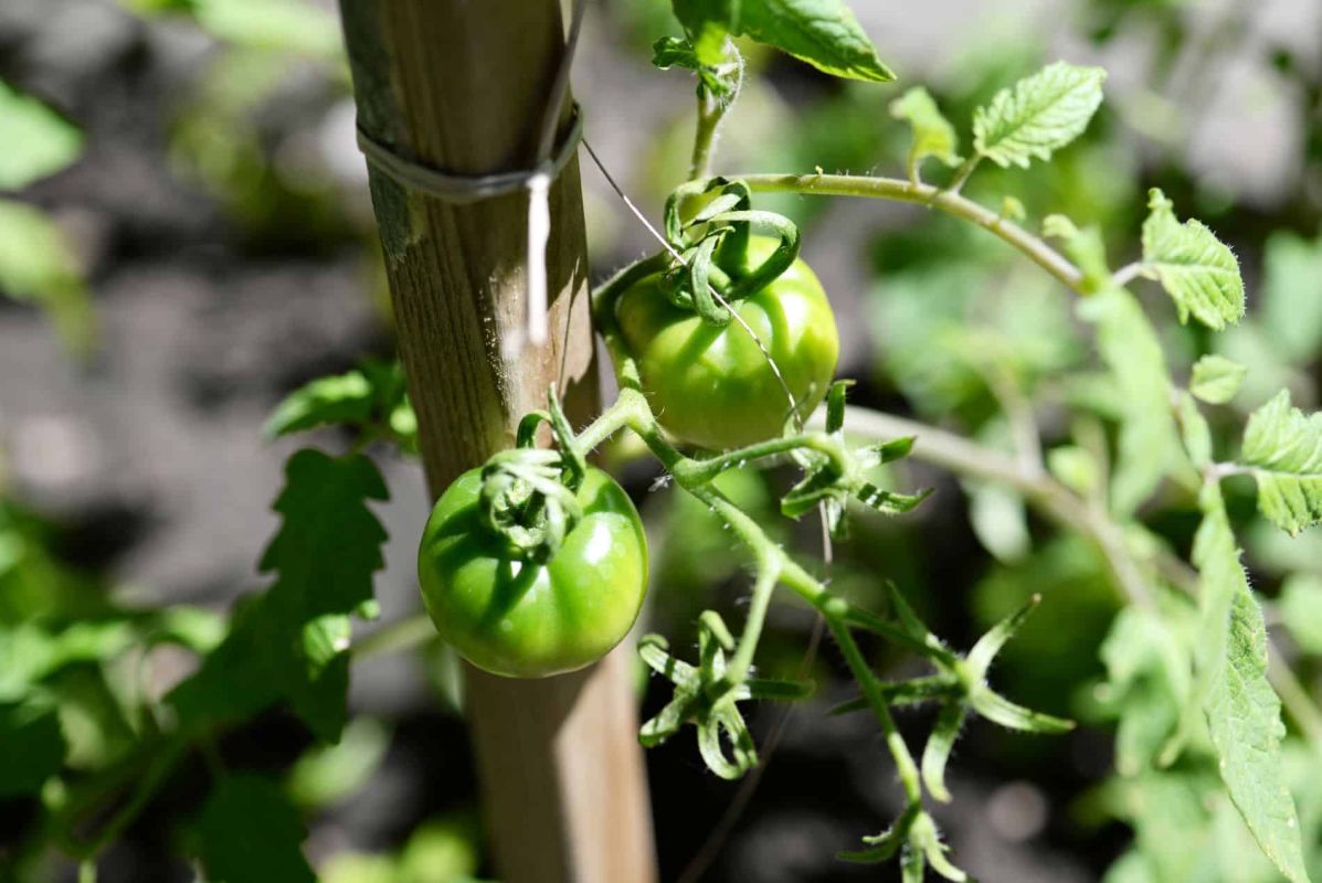 L'erreur fatale qui compromet vos tomates dès la plantation