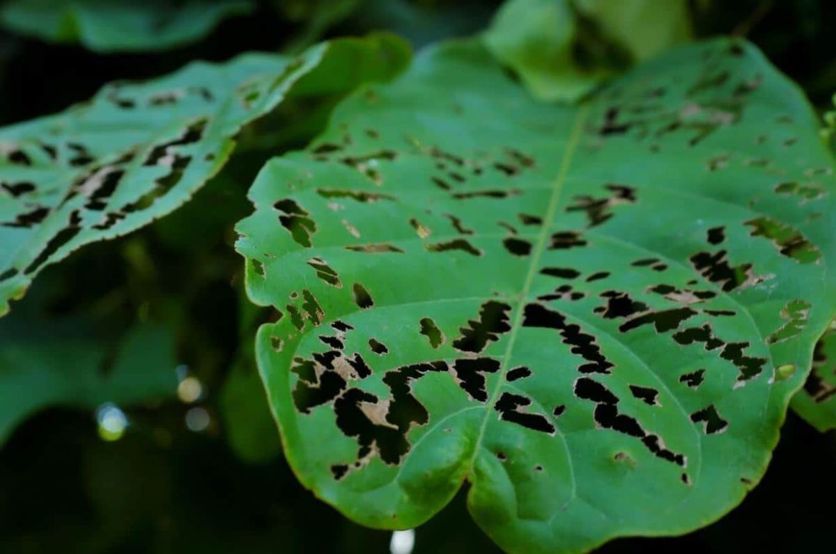Comprendre la fumagine et ses traitements efficaces pour vos plantes