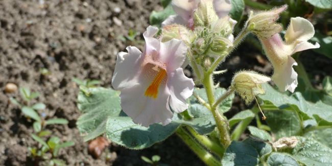 À la découverte de la martynie de Louisiane, la plante aux fruits étonnants