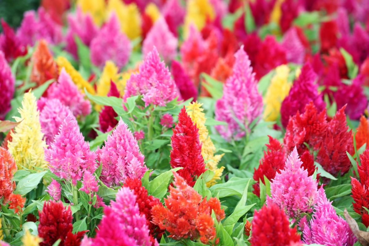 éveillez votre jardin avec la céloisie, la plante robuste et colorée