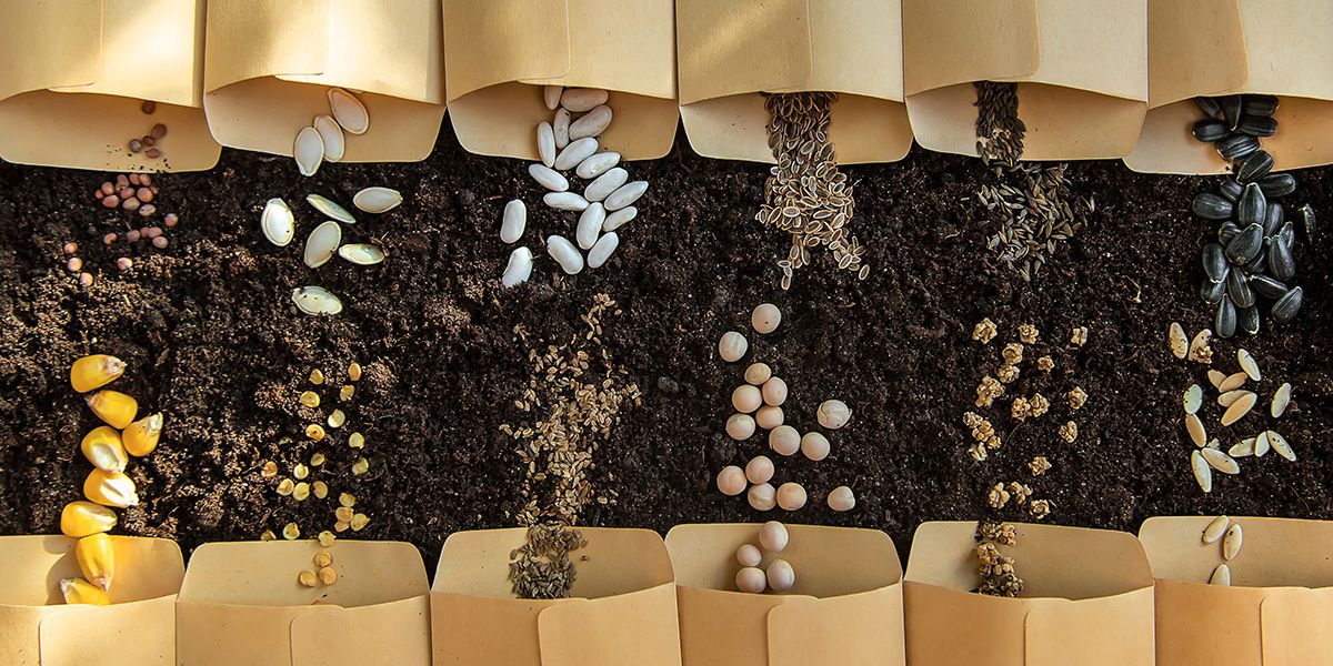 8 astuces infaillibles pour tester la germination de vos vieilles graines