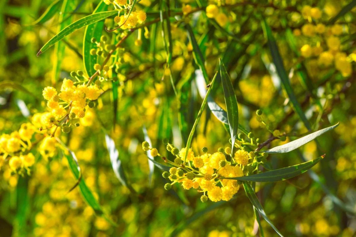 Déjouez les erreurs courantes pour faire fleurir votre mimosa