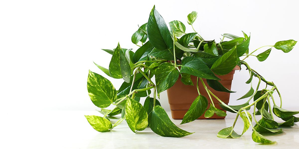 Pothos : la liane d'intérieur incontournable