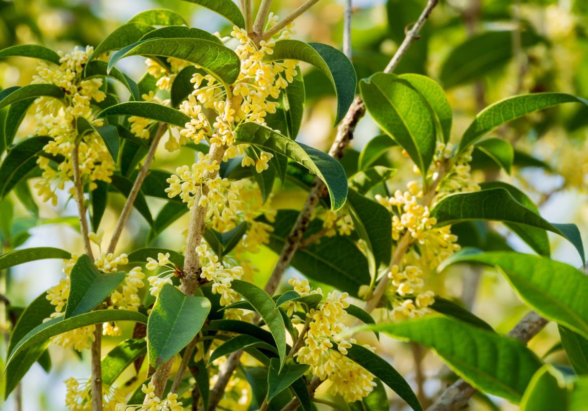 Osmanthus : plantation, taille, variétés