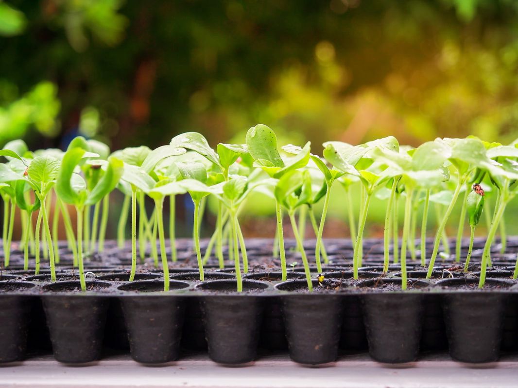 Secrets du semis : guide pour des plantations réussies