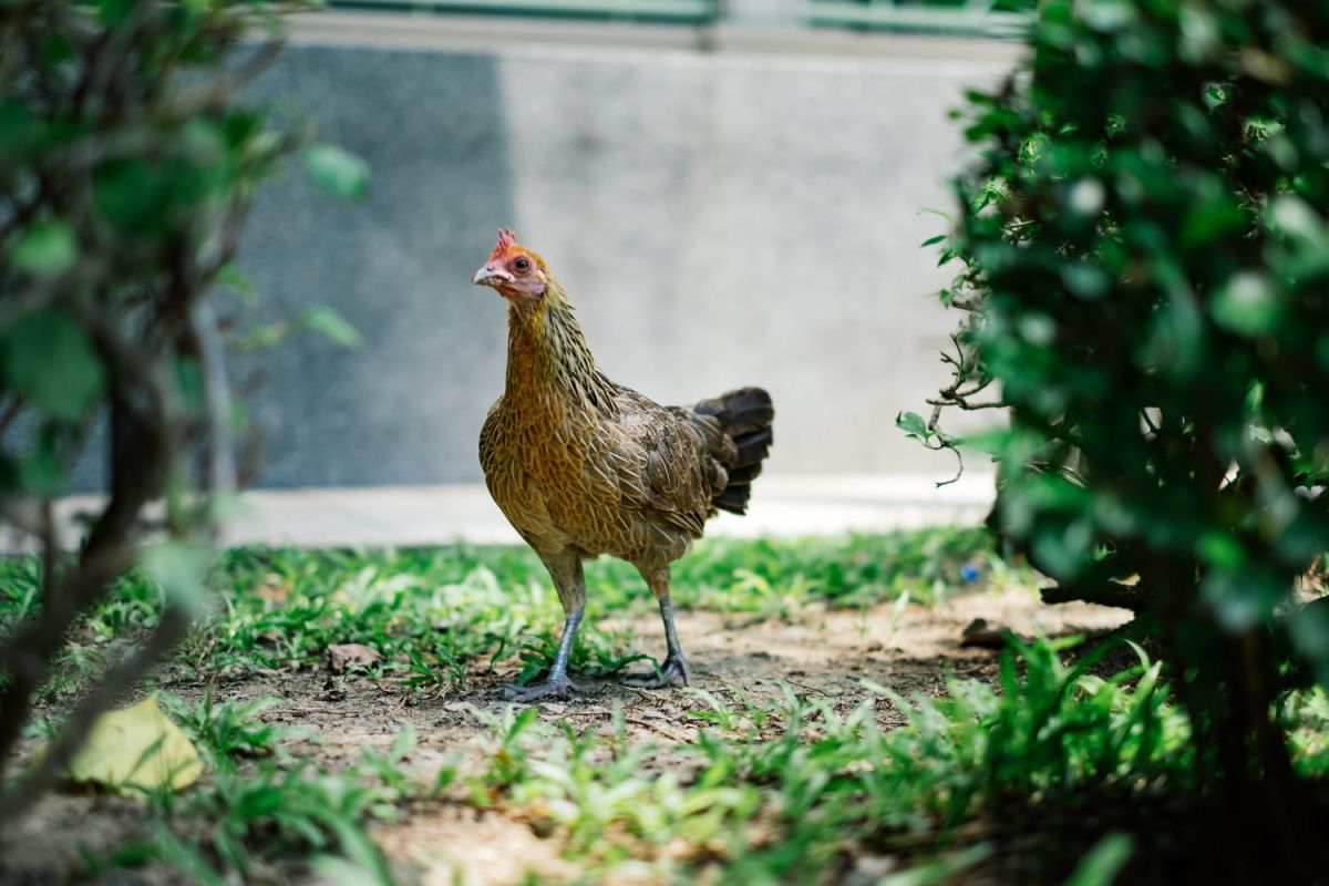 Les poules urbaines, entre rêve et réglementations : attention à l'amende