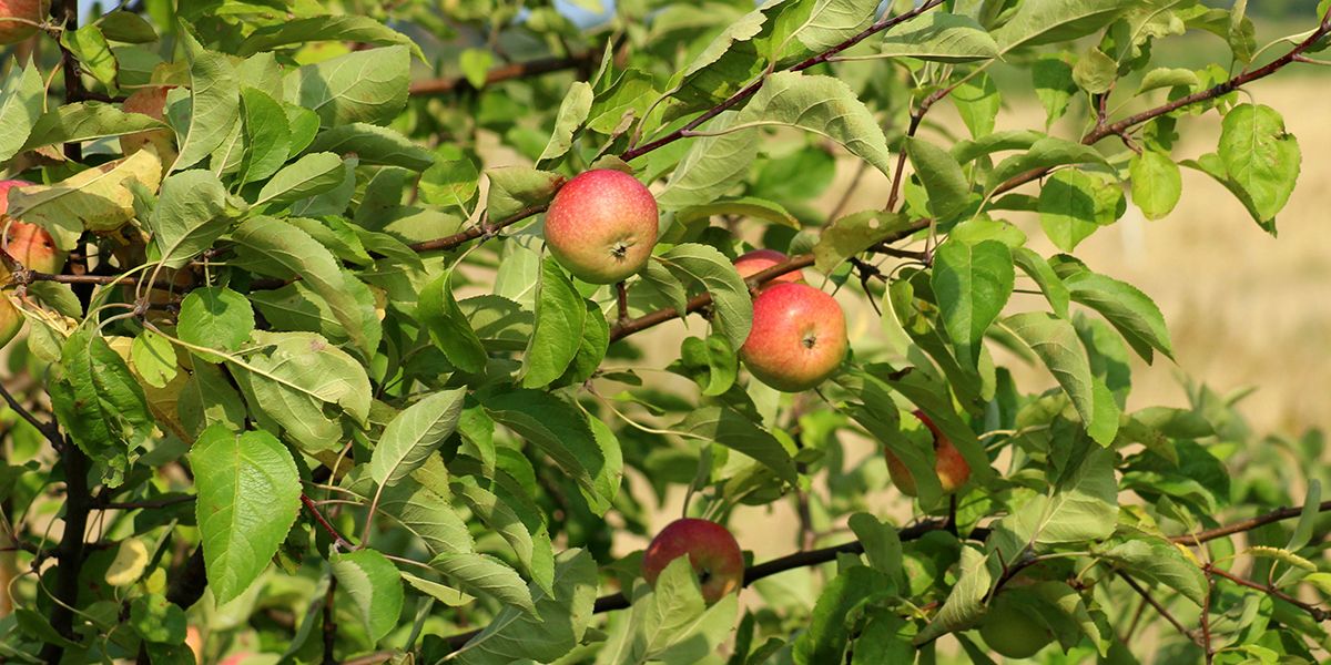 Les secrets des fruits véreux : comprendre et lutter contre les nuisibles