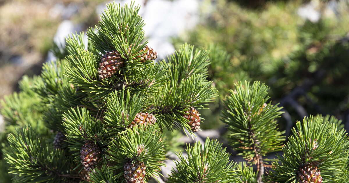 Découvrez cet objet surprenant pour optimiser l'arrosage de vos plantes