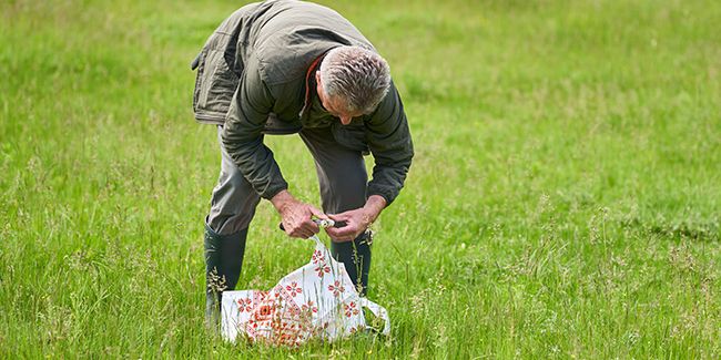 À la recherche des champignons : attention aux intoxications invisibles