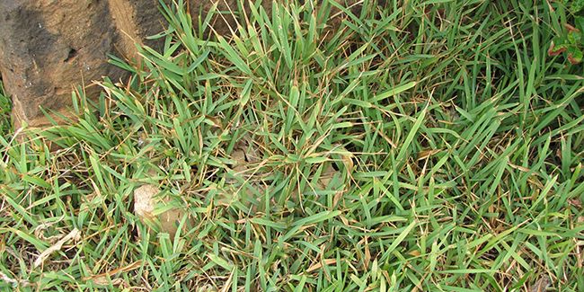 découvrez l'herbe de saint augustin, le faux kikuyu résistant et envahissant