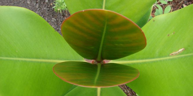 Clusia (Clusia rosea), clusier ou arbre autographe