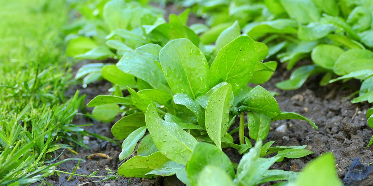 Cultivez votre potager en septembre : 9 légumes à semer pour un hiver productif
