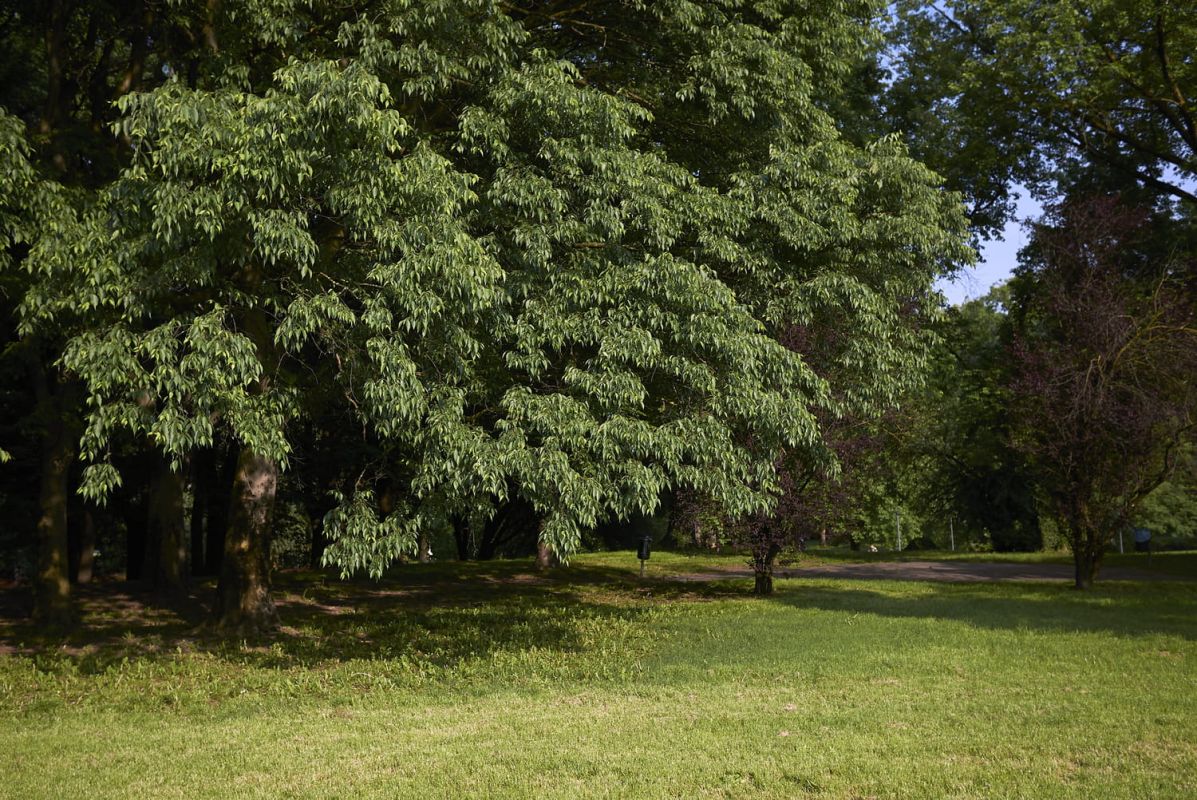 Micocoulier : plantation, fruit, maladie