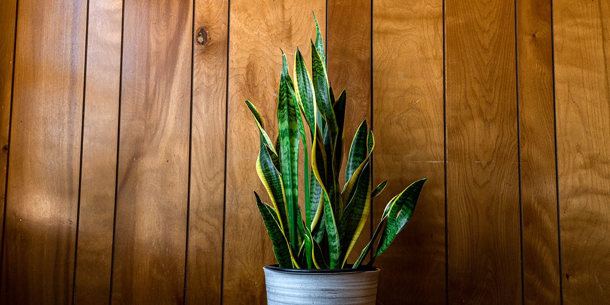 Les plantes d'intérieur résistantes pour un espace toujours verdoyant