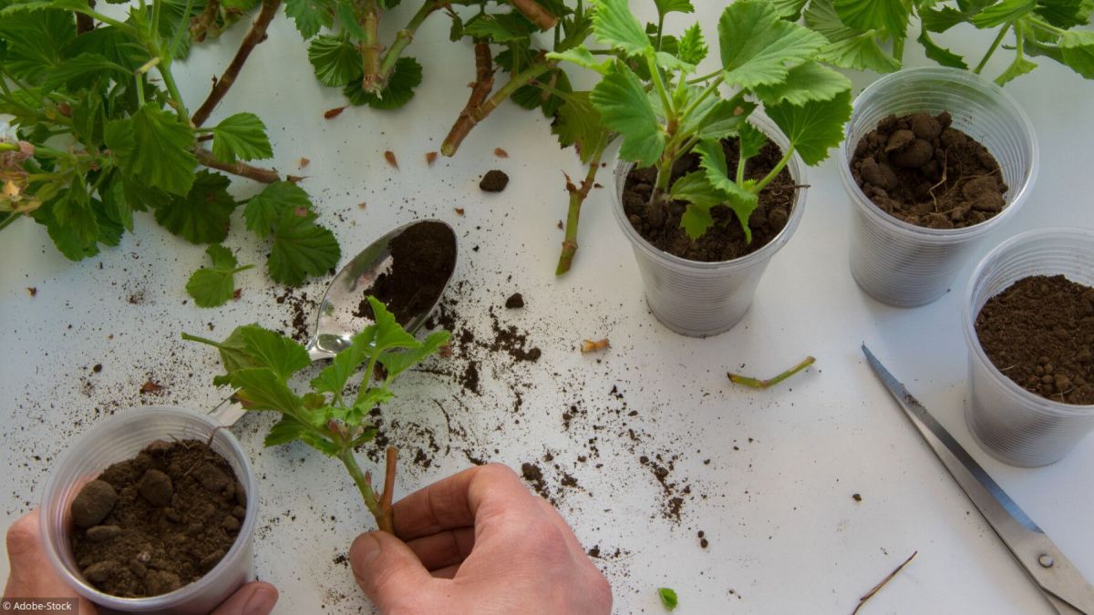 Transformez votre jardin avec ces 4 astuces de bouturage et de semis