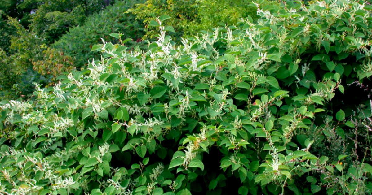 À la découverte de la renouée du Japon : protégez votre jardin de cette menace environnementale