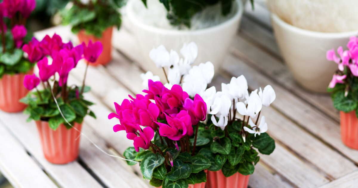 6 astuces pour entretenir son cyclamen d’intérieur