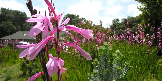 Watsonia (Watsonia sp.), un bulbe aux fleurs éblouissantes