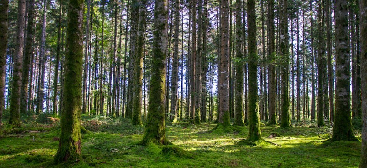 Risque de feux de forêt : vigilance orange pour six départements du sud et de l’ouest
