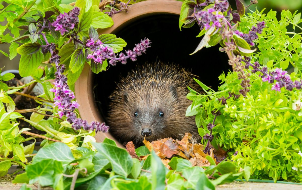 Les habitudes de jardinage qui mettent en péril les hérissons