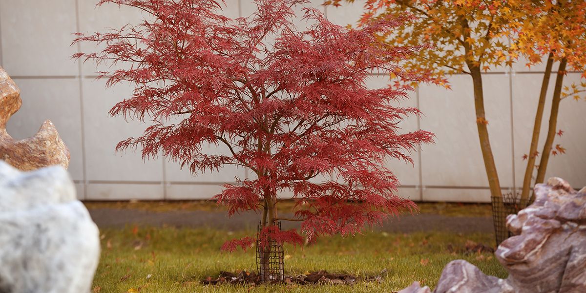 Comment intégrer un érable du Japon dans votre jardin ?