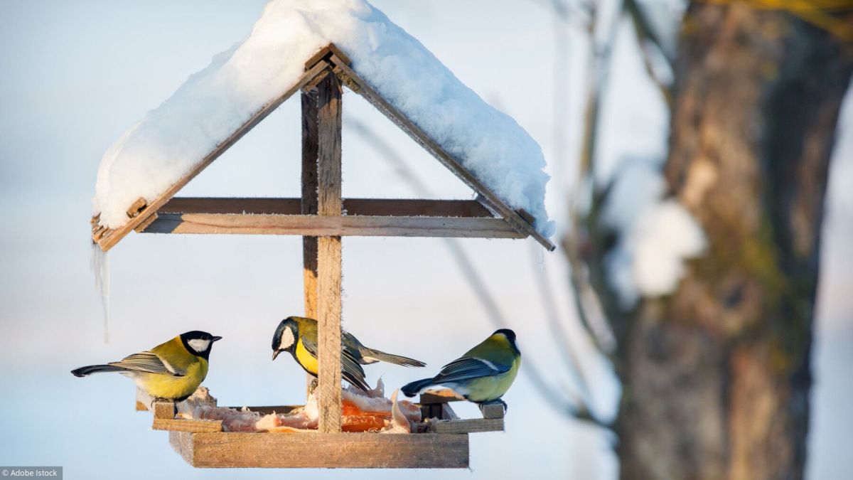 Participez à la grande enquête sur la faune de votre jardin