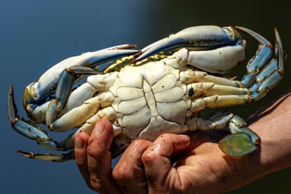 Le crabe bleu, un défi culinaire pour préserver nos écosystèmes marins