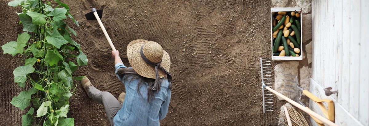 cinq erreurs à éviter pour réussir la culture des concombres au jardin