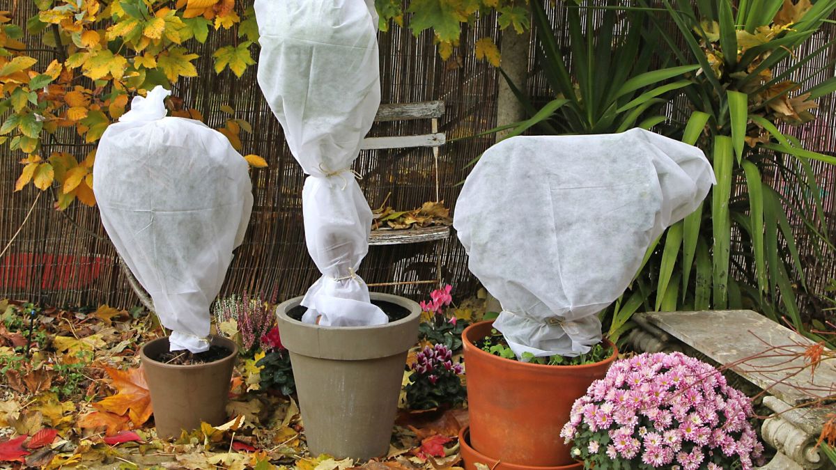 Cinq astuces pour garder vos plantes au chaud cet hiver