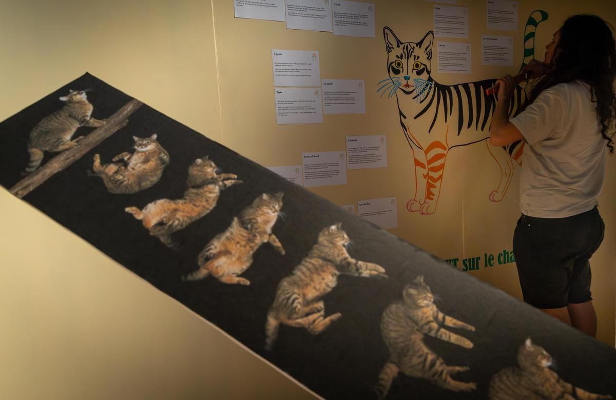 Une exposition participative au Muséum de Bordeaux : explorez l'univers fascinant des chats