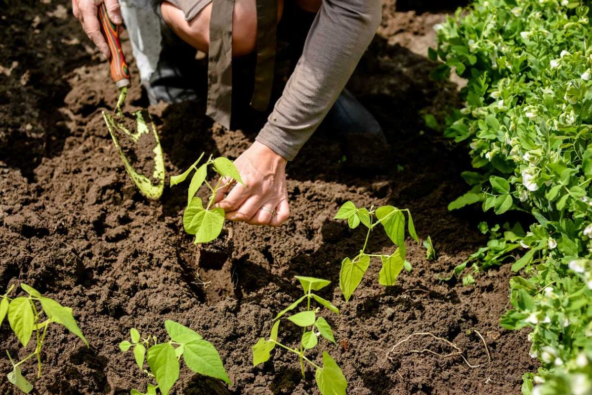 Comment réussir la culture des haricots verts dans votre jardin