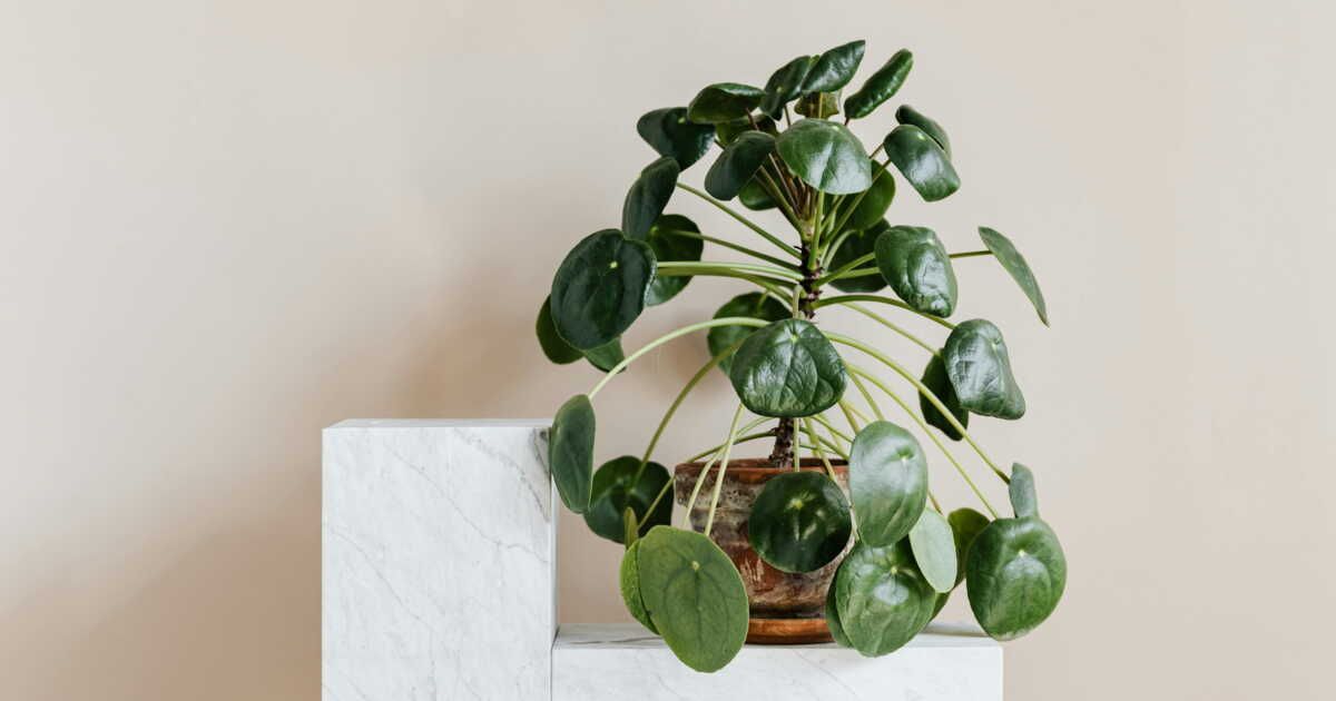Découvrez comment bouturer votre pilea en deux étapes simples