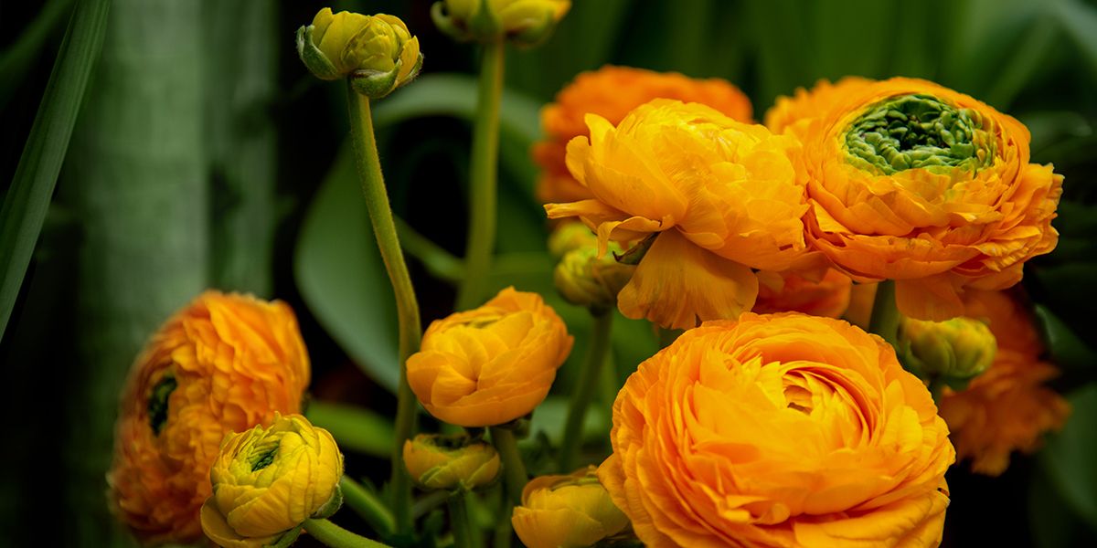 Renoncule des fleuristes ou renoncule d'Orient (Ranunculus asiaticus)