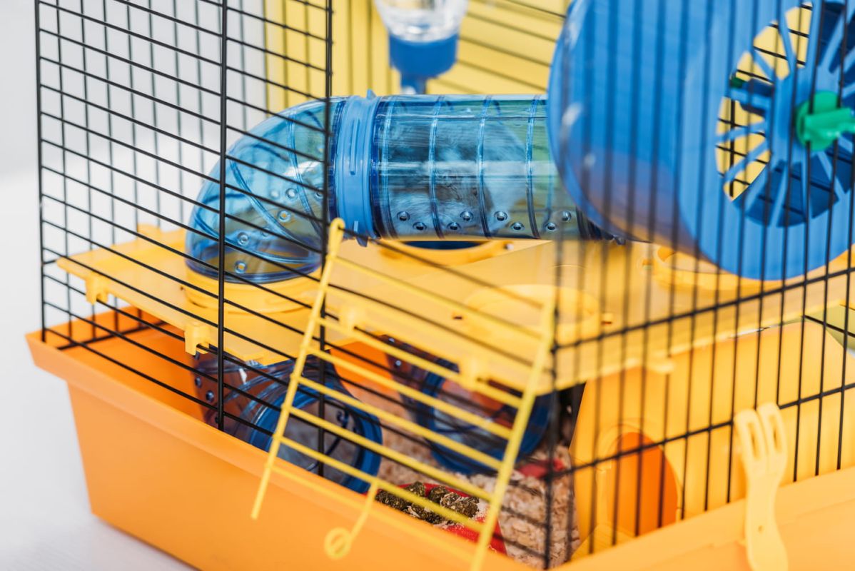 Guide complet des cages idéales pour hamsters