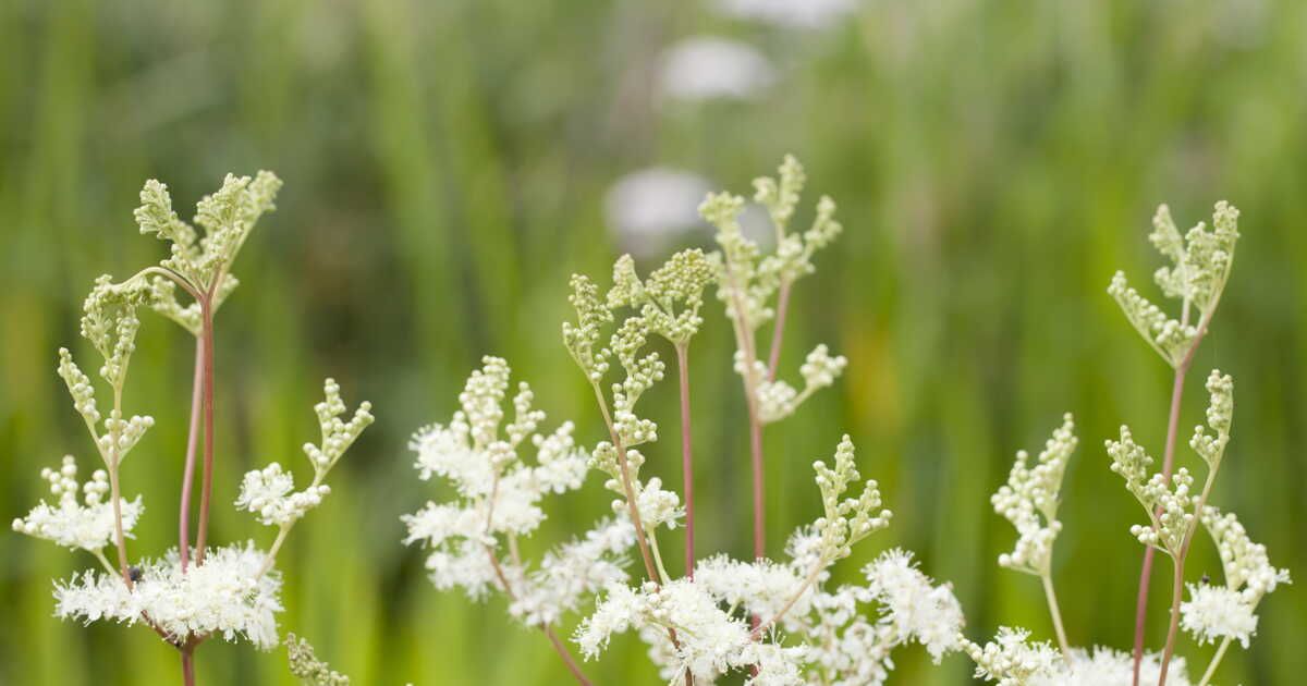 Reine-des-prés : quand et où planter cette plante remarquable ?