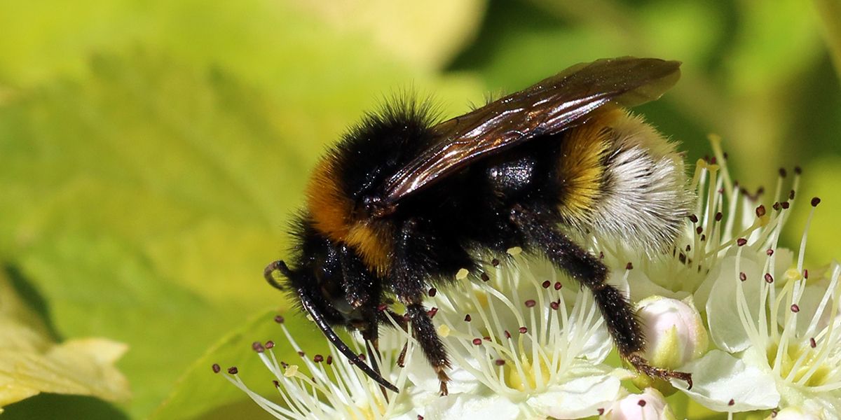 Bourdons au jardin : ces précieux alliés à préserver