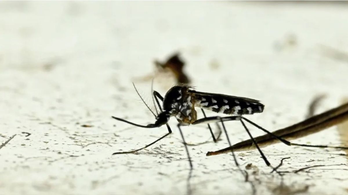 Des mairies françaises choisissent la méthode innovante pour lutter contre le moustique-tigre