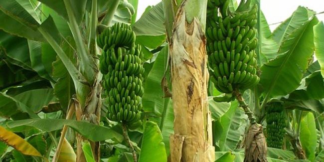 Découvrez le bananier, une plante exotique pleine de surprises
