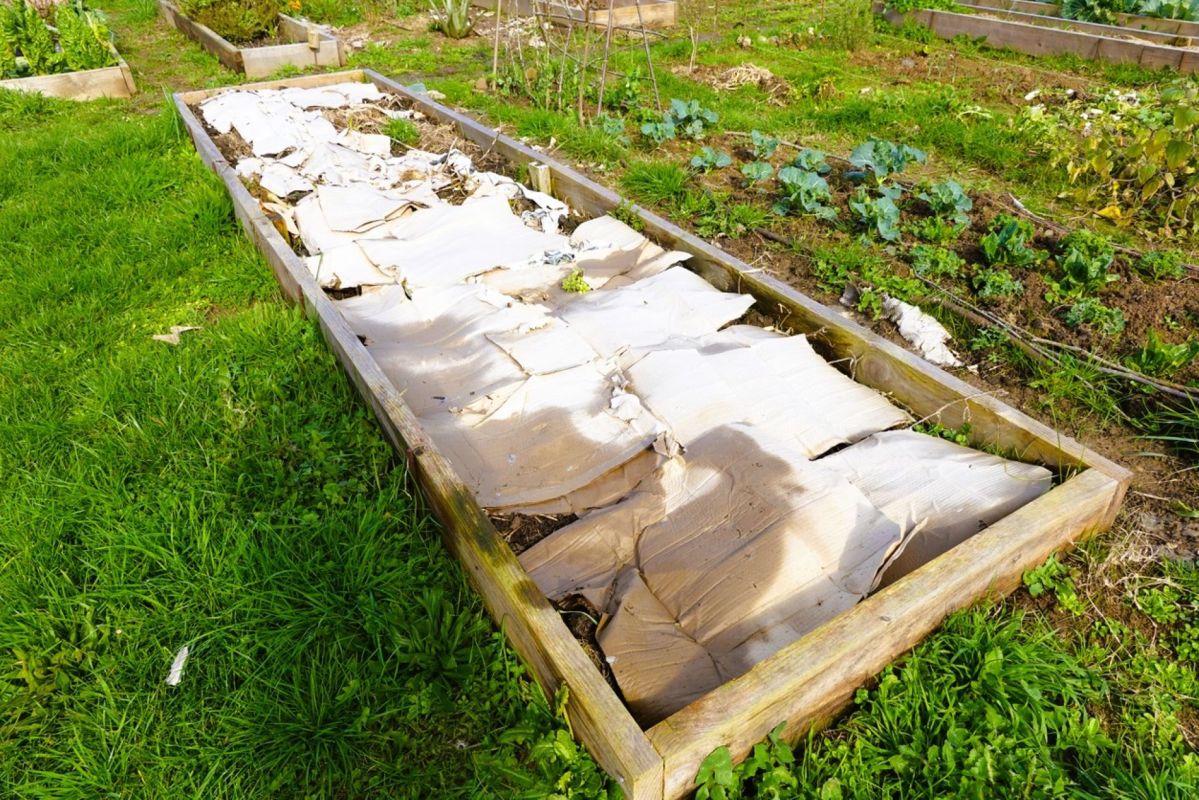 Révolutionnez votre potager avec une astuce écolo et pratique