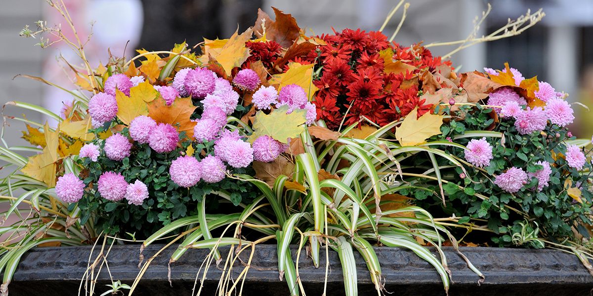 Des fleurs lumineuses pour une jardinière d'automne éblouissante