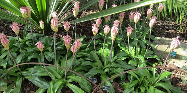 Veltheimia bracteata, bulbeuse exotique d'Afrique du Sud