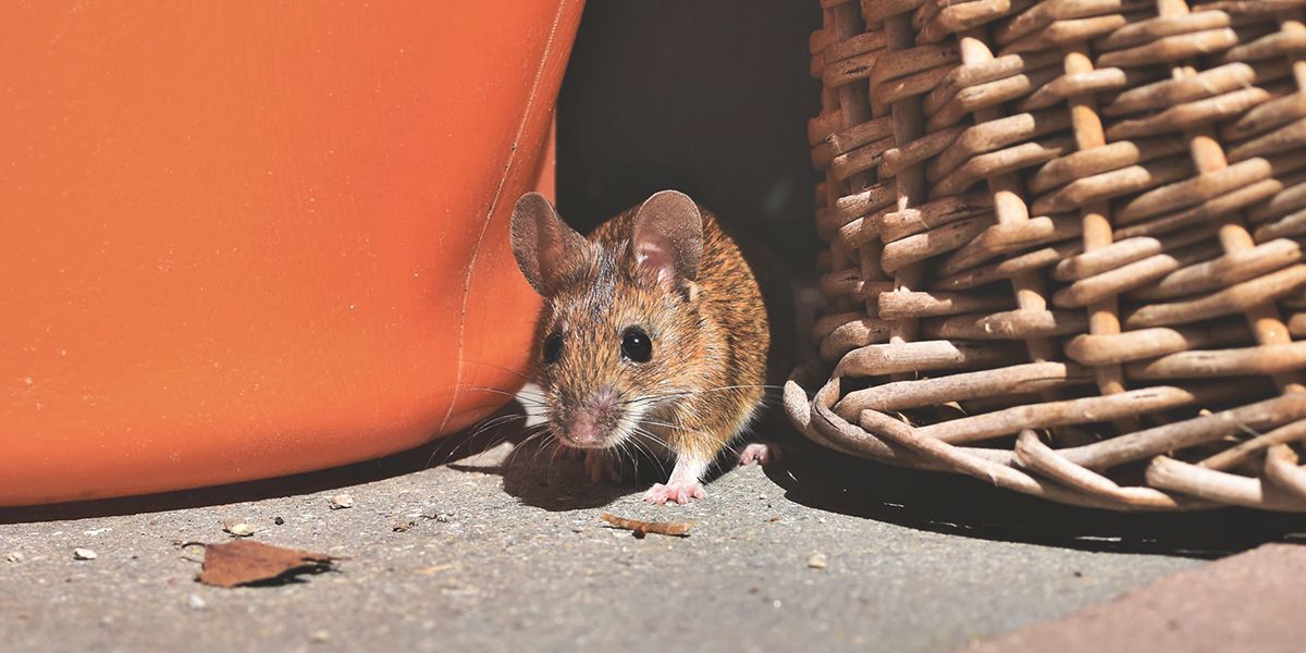 Les cinq solutions ultimes pour se débarrasser des souris