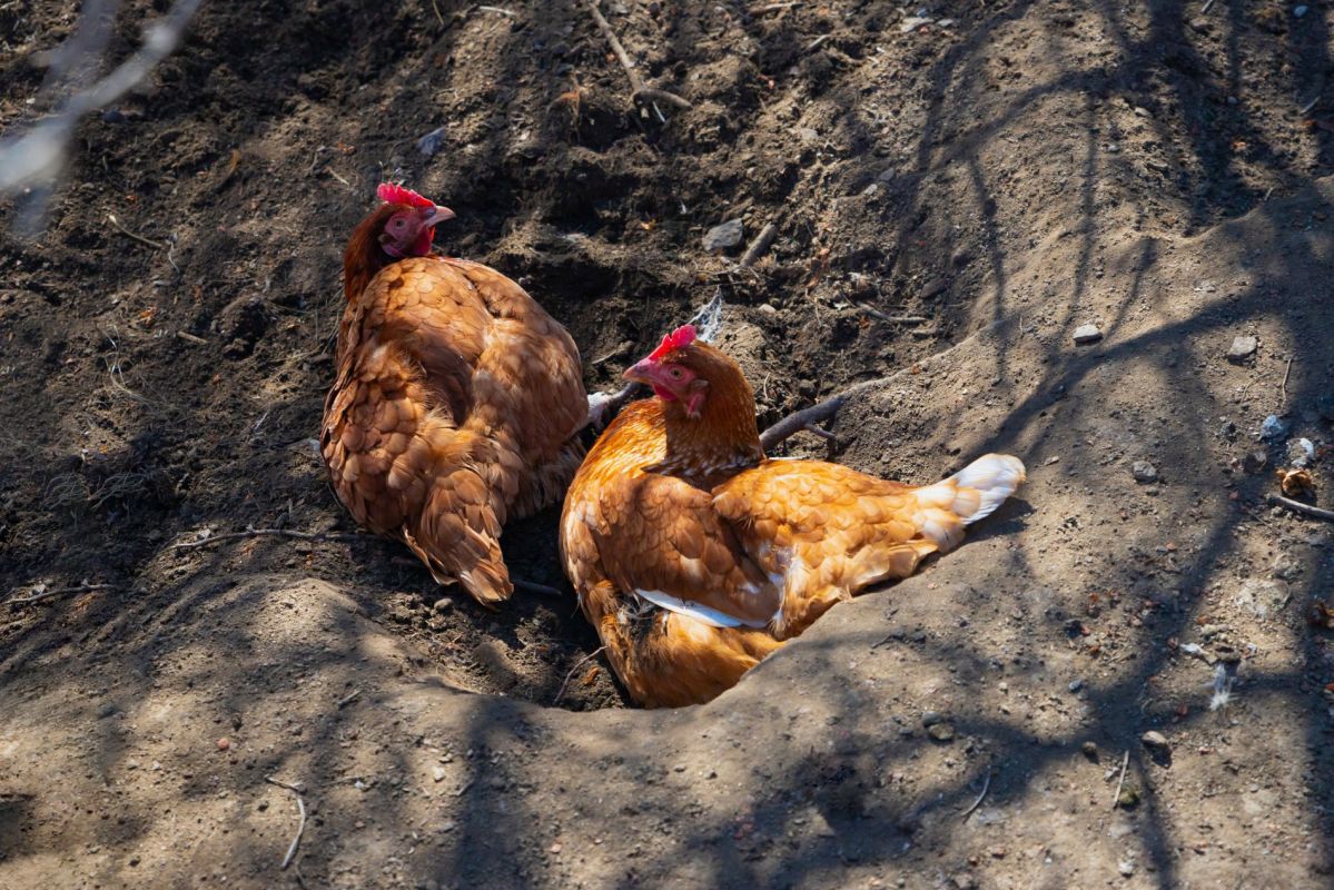 offrez à vos poules le spa de printemps qu'elles méritent