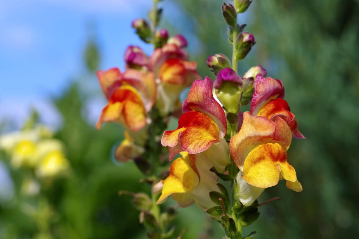Le muflier, cette fleur méditerranéenne à votre portée