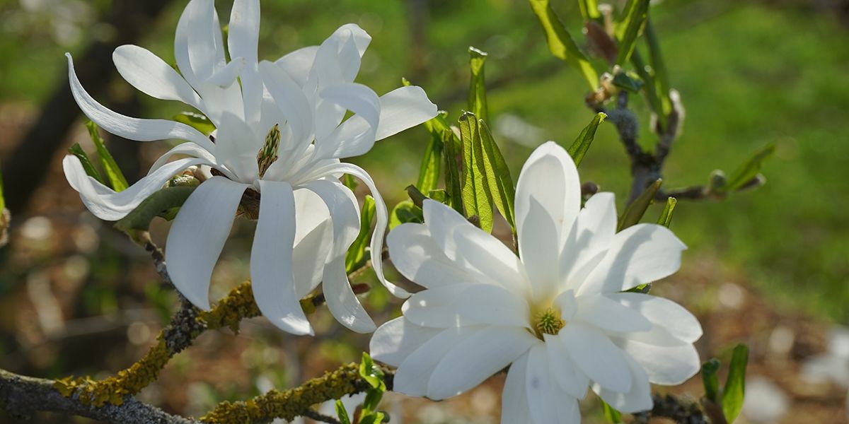 Découvrez le magnolia étoilé : l'élégance florale du printemps