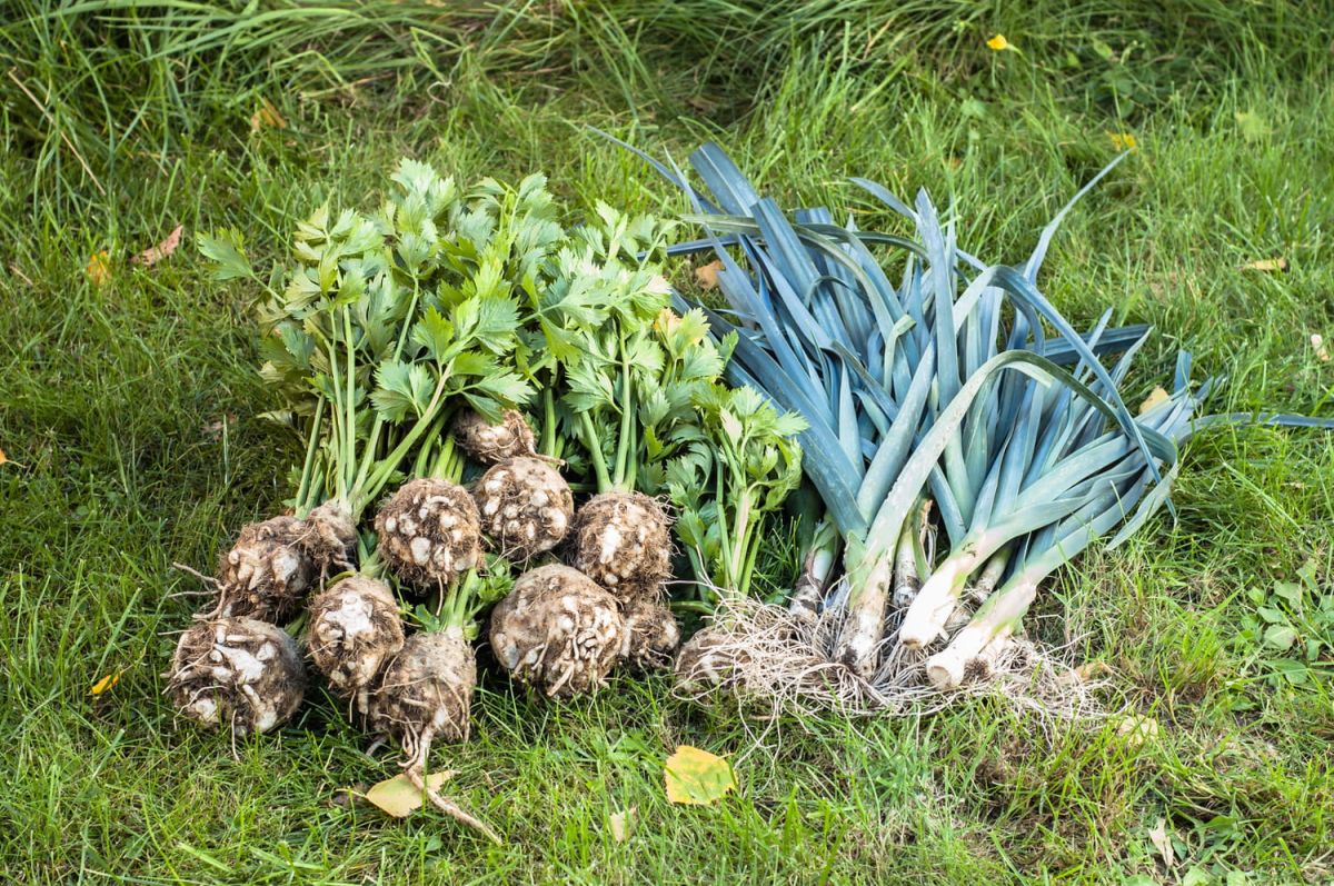 Les trésors du potager : avril, le mois des primeurs