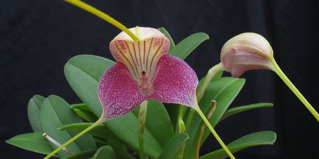 Les orchidées Masdevallia : trésors des montagnes