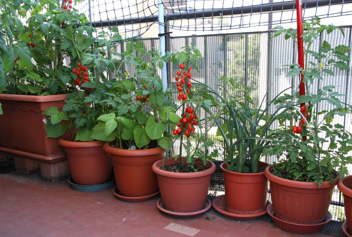 Cultivez vos tomates cerises en pot : un plaisir à portée de main