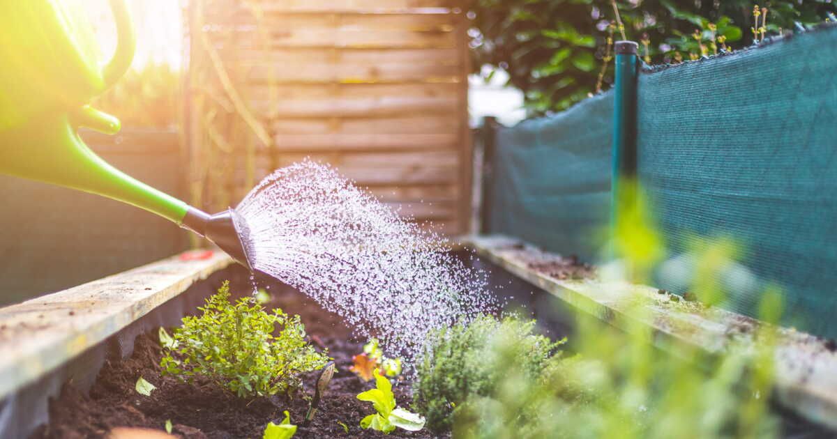 Fleurs incontournables pour un potager en pleine santé